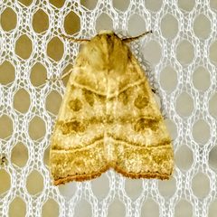 Ipimorpha viridipallida by (c) Charles Swift, some rights reserved (CC BY), uploaded by Charles Swift. Used under a CC-BY license.