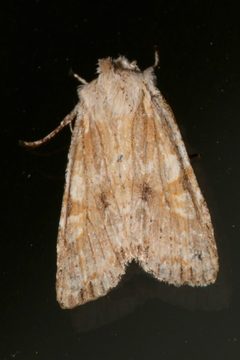 Lithophane bethunei by (c) Laura Gaudette, some rights reserved (CC BY), uploaded by Laura Gaudette. Used under a CC-BY license.
