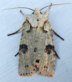 Lithophane querquera by (c) jimeckert49, some rights reserved (CC BY). Used under a CC-BY license.