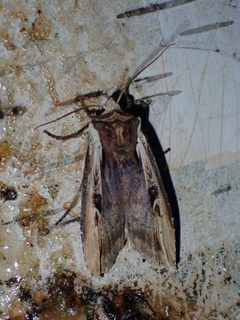 Xylena curvimacula by (c) Louis Imbeau, some rights reserved (CC BY), uploaded by Louis Imbeau. Used under a CC-BY license.