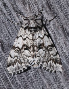 Pantheinae by (c) Laura Gaudette, some rights reserved (CC BY), uploaded by Laura Gaudette. Used under a CC-BY license.