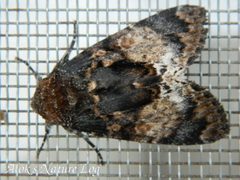 Pantheinae by (c) 112602805110920073392, some rights reserved (CC BY), uploaded by 112602805110920073392. Used under a CC-BY license.