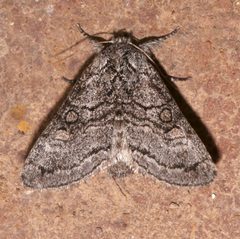 Pseudopanthea palata by (c) Laura Gaudette, some rights reserved (CC BY), uploaded by Laura Gaudette. Used under a CC-BY license.