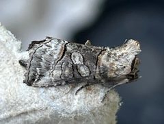 Abrostola urentis by (c) Alan Macnaughton, some rights reserved (CC BY), uploaded by Alan Macnaughton. Used under a CC-BY license.