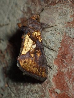 Argyrogramma verruca by (c) John P Friel, some rights reserved (CC BY), uploaded by John P Friel. Used under a CC-BY license.