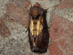 Argyrogramma verruca by (c) John P Friel, some rights reserved (CC BY), uploaded by John P Friel. Used under a CC-BY license.