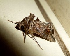 Ctenoplusia by (c) gailhampshire, some rights reserved (CC BY). Used under a CC-BY license.