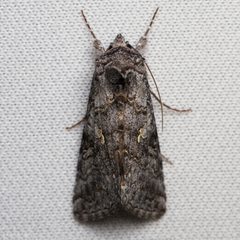 Trichoplusia ni by (c) Ken-ichi Ueda, some rights reserved (CC BY), uploaded by Ken-ichi Ueda. Used under a CC-BY license.