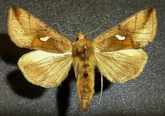 Autographa metallica by (c) Doug Macaulay, some rights reserved (CC BY), uploaded by Doug Macaulay. Used under a CC-BY license.