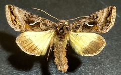 Autographa sansoni by (c) Doug Macaulay, some rights reserved (CC BY), uploaded by Doug Macaulay. Used under a CC-BY license.