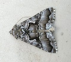 Autographa v-alba by (c) Doug Macaulay, some rights reserved (CC BY), uploaded by Doug Macaulay. Used under a CC-BY license.