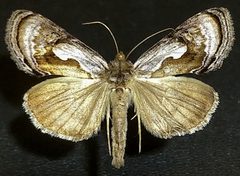 Chrysanympha formosa by (c) Doug Macaulay, some rights reserved (CC BY), uploaded by Doug Macaulay. Used under a CC-BY license.