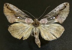 Eosphoropteryx thyatyroides by (c) Doug Macaulay, some rights reserved (CC BY), uploaded by Doug Macaulay. Used under a CC-BY license.