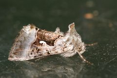 Syngrapha microgamma by (c) Owen Strickland, some rights reserved (CC BY), uploaded by Owen Strickland. Used under a CC-BY license.