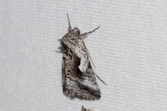 Syngrapha surena by (c) Owen Strickland, some rights reserved (CC BY), uploaded by Owen Strickland. Used under a CC-BY license.