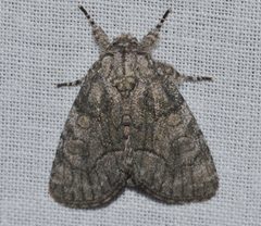 Raphia frater abrupta by (c) Andy Reago & Chrissy McClarren, some rights reserved (CC BY). Used under a CC-BY license.