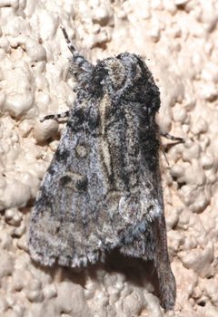 Raphia frater elbea by (c) Lon Brehmer, some rights reserved (CC BY), uploaded by Lon Brehmer. Used under a CC-BY license.