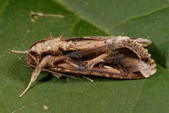 Spodoptera dolichos by (c) Lyle Buss, University of Florida, some rights reserved (CC BY). Used under a CC-BY license.