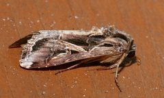Spodoptera dolichos by (c) Laura Gaudette, some rights reserved (CC BY), uploaded by Laura Gaudette. Used under a CC-BY license.