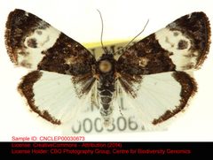 Annaphila casta by no rights reserved, uploaded by Andreas Manz. Used under a CC0 license.