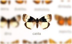 Annaphila casta by no rights reserved, uploaded by Andreas Manz. Used under a CC0 license.