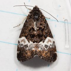 Annaphila diva by (c) Ken-ichi Ueda, some rights reserved (CC BY), uploaded by Ken-ichi Ueda. Used under a CC-BY license.