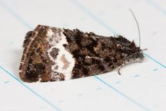Annaphila diva by (c) Ken-ichi Ueda, some rights reserved (CC BY), uploaded by Ken-ichi Ueda. Used under a CC-BY license.