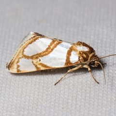 Argentostiria koebelei by (c) Ken-ichi Ueda, some rights reserved (CC BY), uploaded by Ken-ichi Ueda. Used under a CC-BY license.