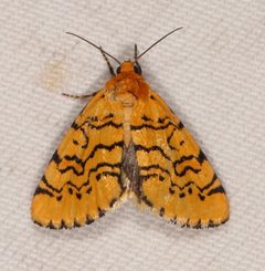 Chrysoecia atrolinea by (c) Laura Gaudette, some rights reserved (CC BY), uploaded by Laura Gaudette. Used under a CC-BY license.