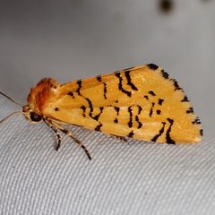 Chrysoecia atrolinea by (c) Sue Carnahan, some rights reserved (CC BY), uploaded by Sue Carnahan. Used under a CC-BY license.
