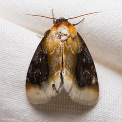 Chrysoecia scira by (c) Ken-ichi Ueda, some rights reserved (CC BY), uploaded by Ken-ichi Ueda. Used under a CC-BY license.