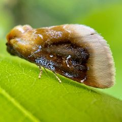 Chrysoecia scira by (c) Sue Carnahan, some rights reserved (CC BY), uploaded by Sue Carnahan. Used under a CC-BY license.