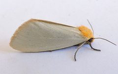 Chrysoecia thoracica by (c) jimeckert49, some rights reserved (CC BY). Used under a CC-BY license.