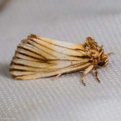 Eulithosia discistriga by (c) Ken-ichi Ueda, some rights reserved (CC BY), uploaded by Ken-ichi Ueda. Used under a CC-BY license.