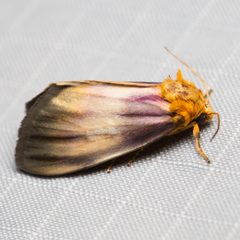 Eulithosia plesioglauca by (c) Ken-ichi Ueda, some rights reserved (CC BY), uploaded by Ken-ichi Ueda. Used under a CC-BY license.