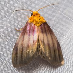 Eulithosia plesioglauca by (c) Ken-ichi Ueda, some rights reserved (CC BY), uploaded by Ken-ichi Ueda. Used under a CC-BY license.