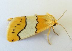Lineostriastiria hachita by (c) jimeckert49, some rights reserved (CC BY). Used under a CC-BY license.