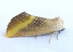 Plagiomimicus aureolum by (c) jimeckert49, some rights reserved (CC BY). Used under a CC-BY license.