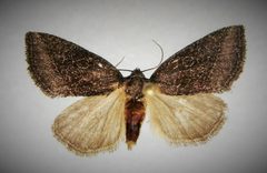 Plagiomimicus heitzmani by no rights reserved, uploaded by Matt Kenne. Used under a CC0 license.