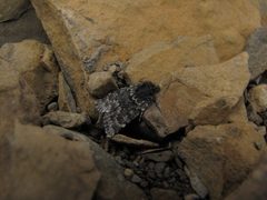Sympistis zetterstedtii by (c) Doug Macaulay, some rights reserved (CC BY), uploaded by Doug Macaulay. Used under a CC-BY license.