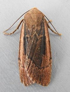 Ufeus felsensteini by (c) jimeckert49, some rights reserved (CC BY). Used under a CC-BY license.