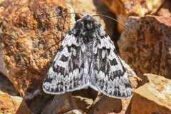 Xestia maculata by (c) Trevor Van Loon, some rights reserved (CC BY), uploaded by Trevor Van Loon. Used under a CC-BY license.