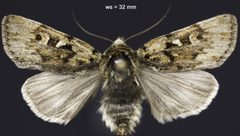 Xestia maculata by (c) Doug Macaulay, some rights reserved (CC BY), uploaded by Doug Macaulay. Used under a CC-BY license.
