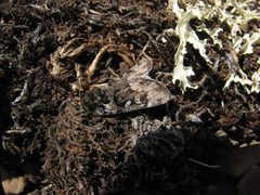 Xestia maculata by (c) Doug Macaulay, some rights reserved (CC BY), uploaded by Doug Macaulay. Used under a CC-BY license.