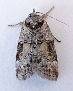 Nycteola fletcheri by (c) jimeckert49, some rights reserved (CC BY). Used under a CC-BY license.