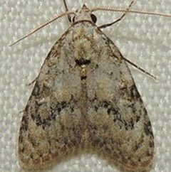 Meganola spodia by (c) Andy Reago & Chrissy McClarren, some rights reserved (CC BY). Used under a CC-BY license.