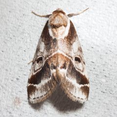 Baileya doubledayi by (c) Ken-ichi Ueda, some rights reserved (CC BY), uploaded by Ken-ichi Ueda. Used under a CC-BY license.