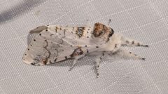 Furcula nivea by (c) Laura Gaudette, some rights reserved (CC BY), uploaded by Laura Gaudette. Used under a CC-BY license.
