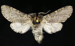 Furcula wileyi by (c) Doug Macaulay, some rights reserved (CC BY), uploaded by Doug Macaulay. Used under a CC-BY license.