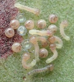 Phryganidia californica by (c) Henrik Kibak, some rights reserved (CC BY), uploaded by Henrik Kibak. Used under a CC-BY license.